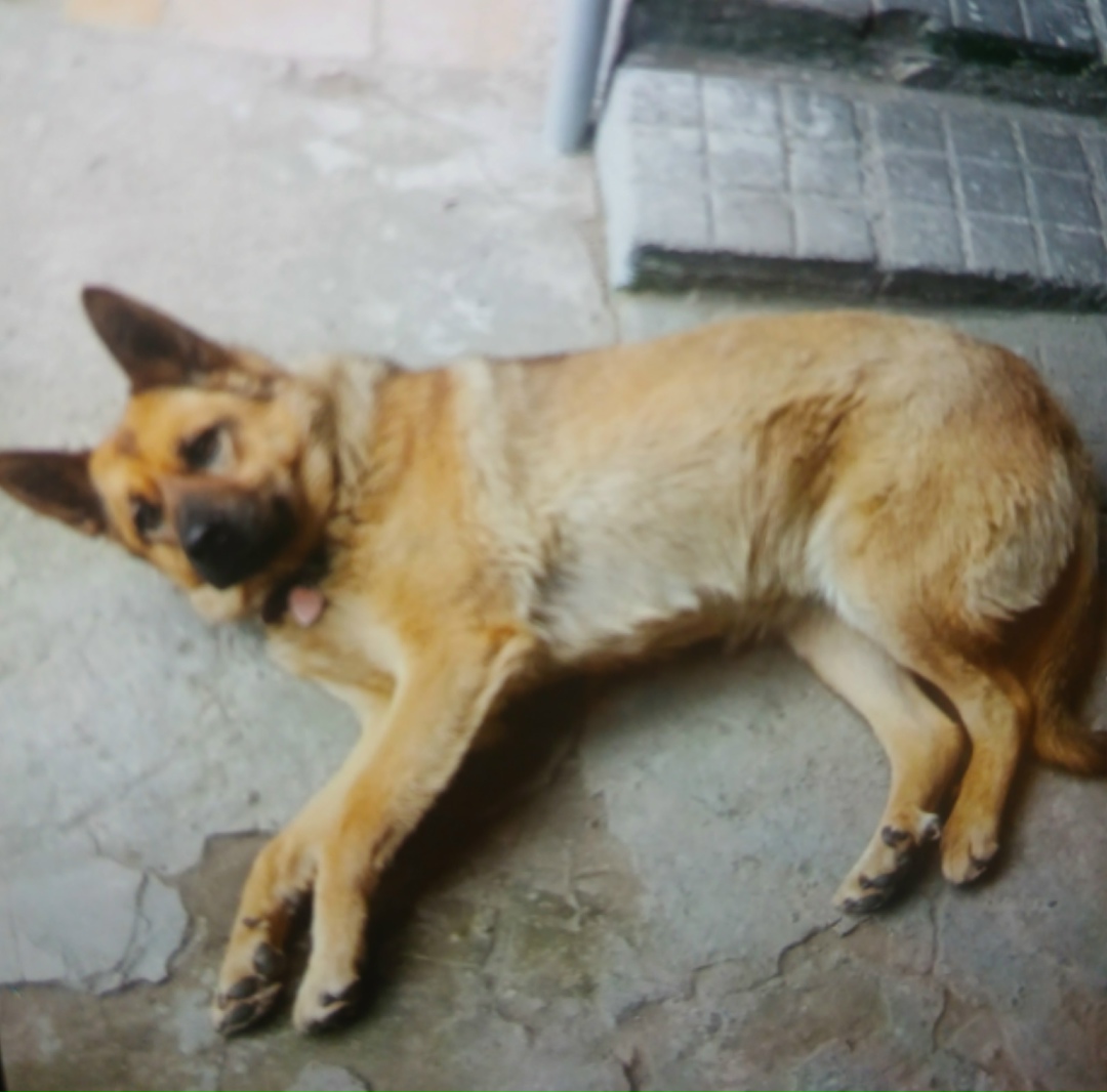 Пропала собака в Новороссийске — фото объявления