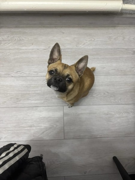 Пропала собака в Новороссийске — фото объявления