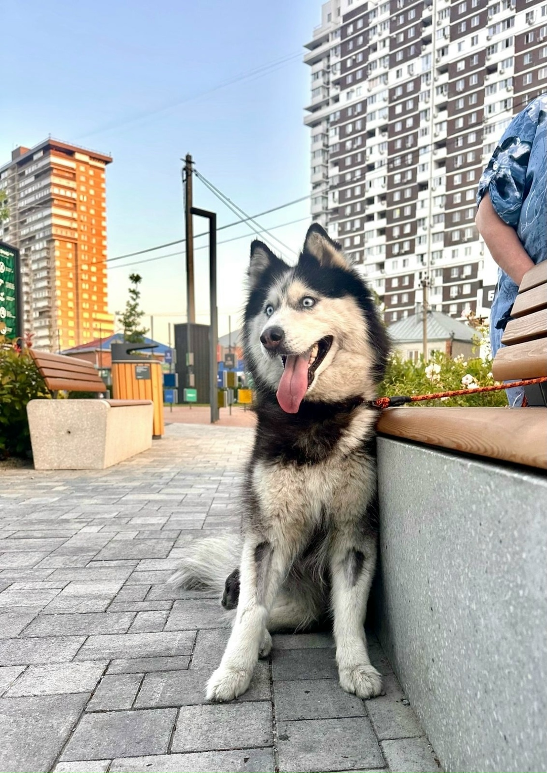 Найдена собака в Новороссийске — фото объявления
