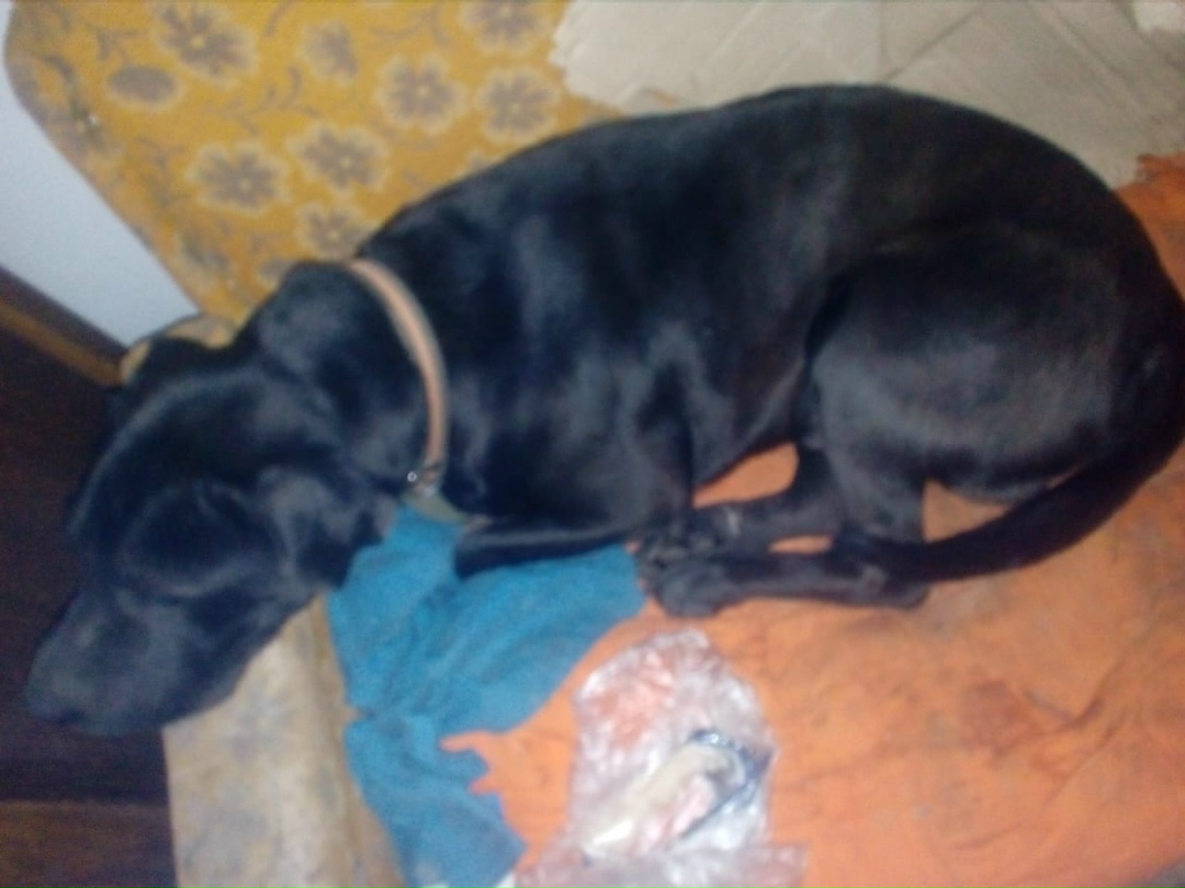 Пропала собака в Новороссийске — фото объявления