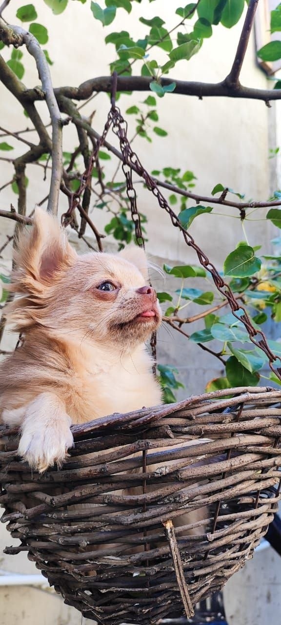Пропала собака в Новороссийске — фото объявления