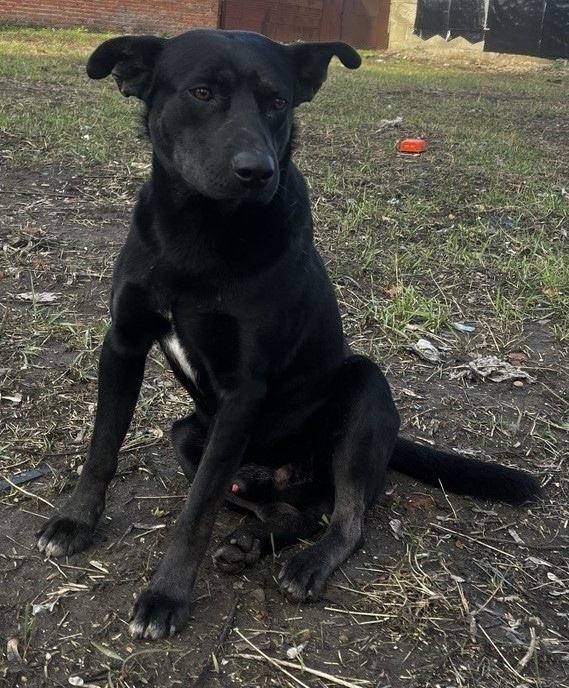 Пропала собака в Новороссийске — фото объявления