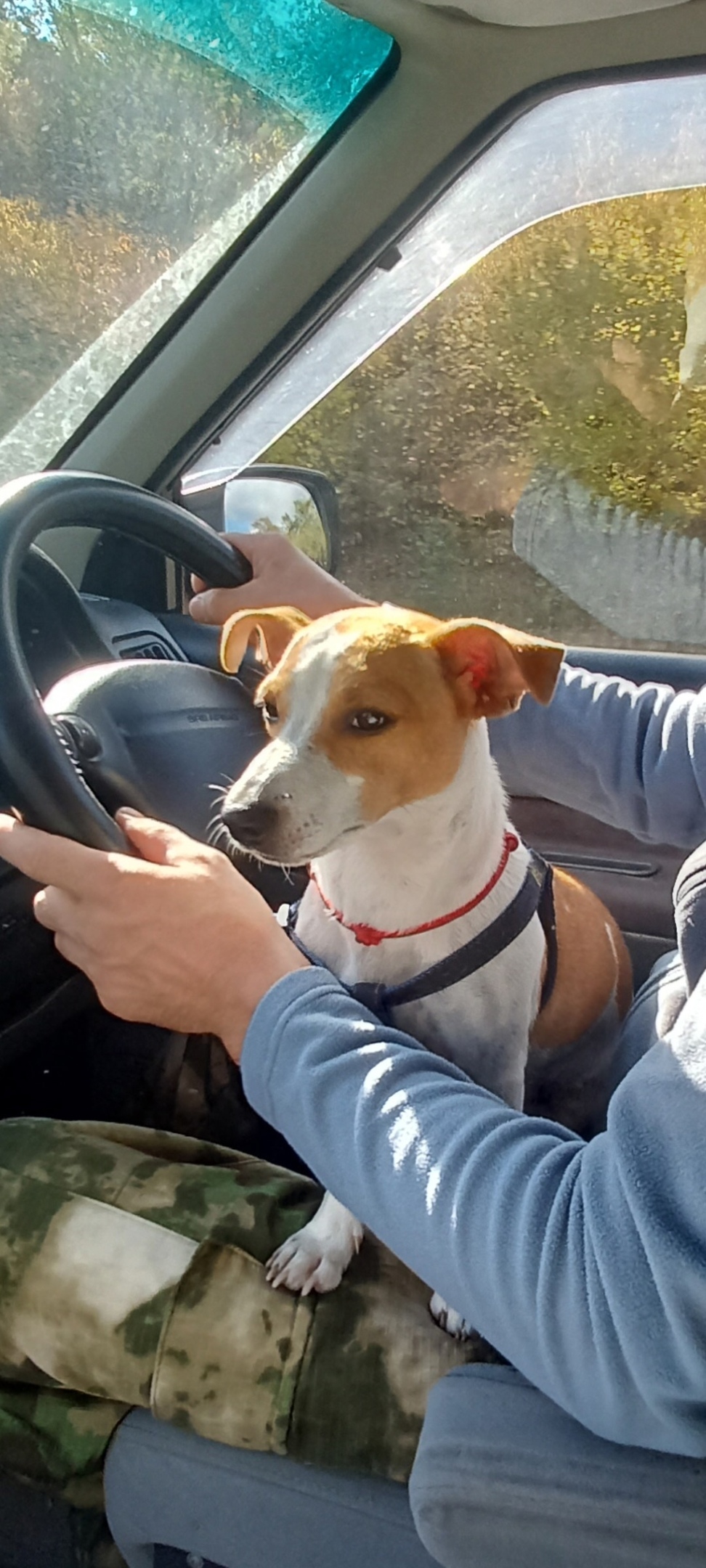 Найдена собака в Новороссийске — фото объявления