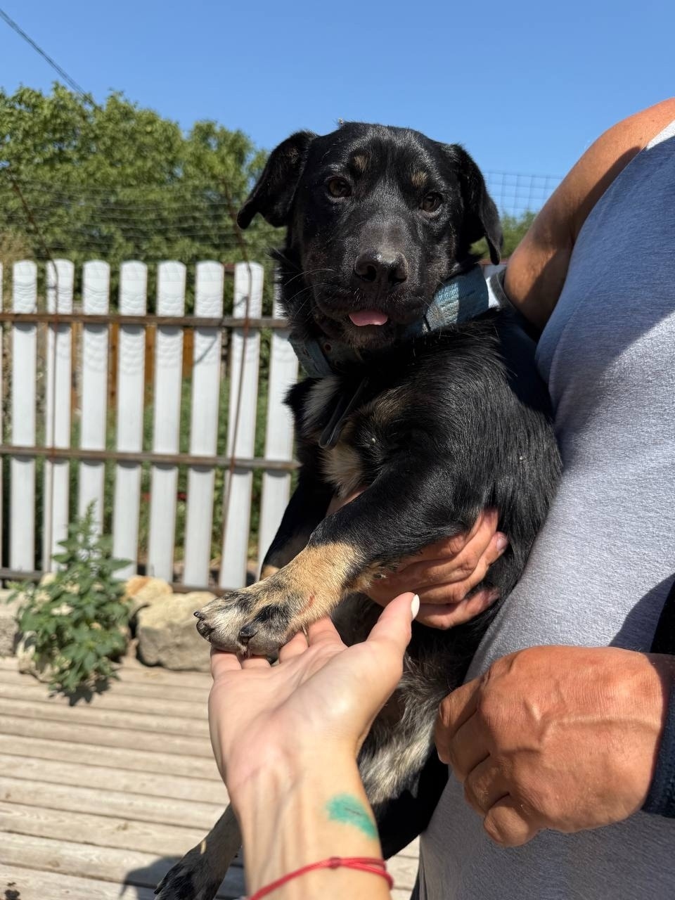 Найдена собака в Новороссийске — фото объявления