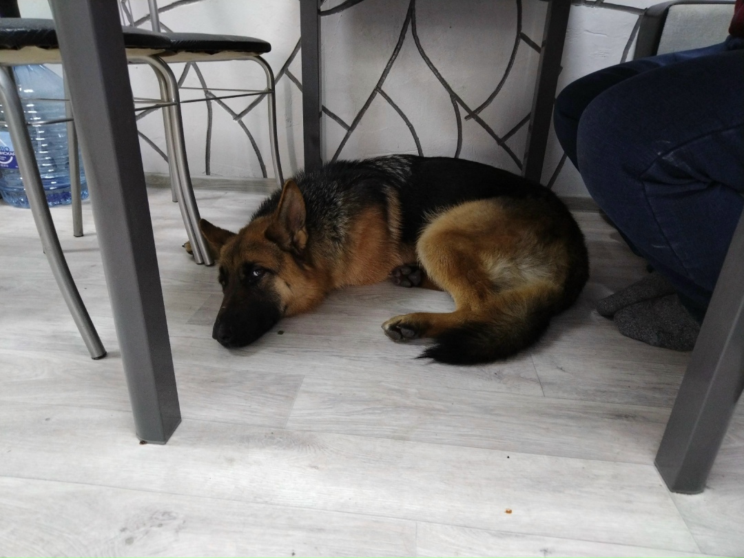 Пропала собака в Новороссийске — фото объявления