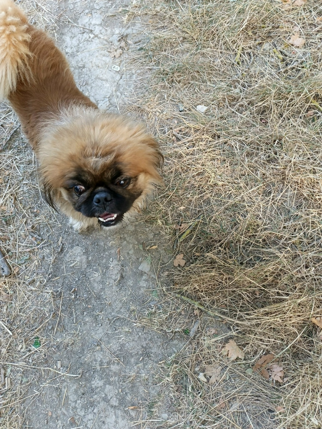 Пропала собака в Новороссийске — фото объявления