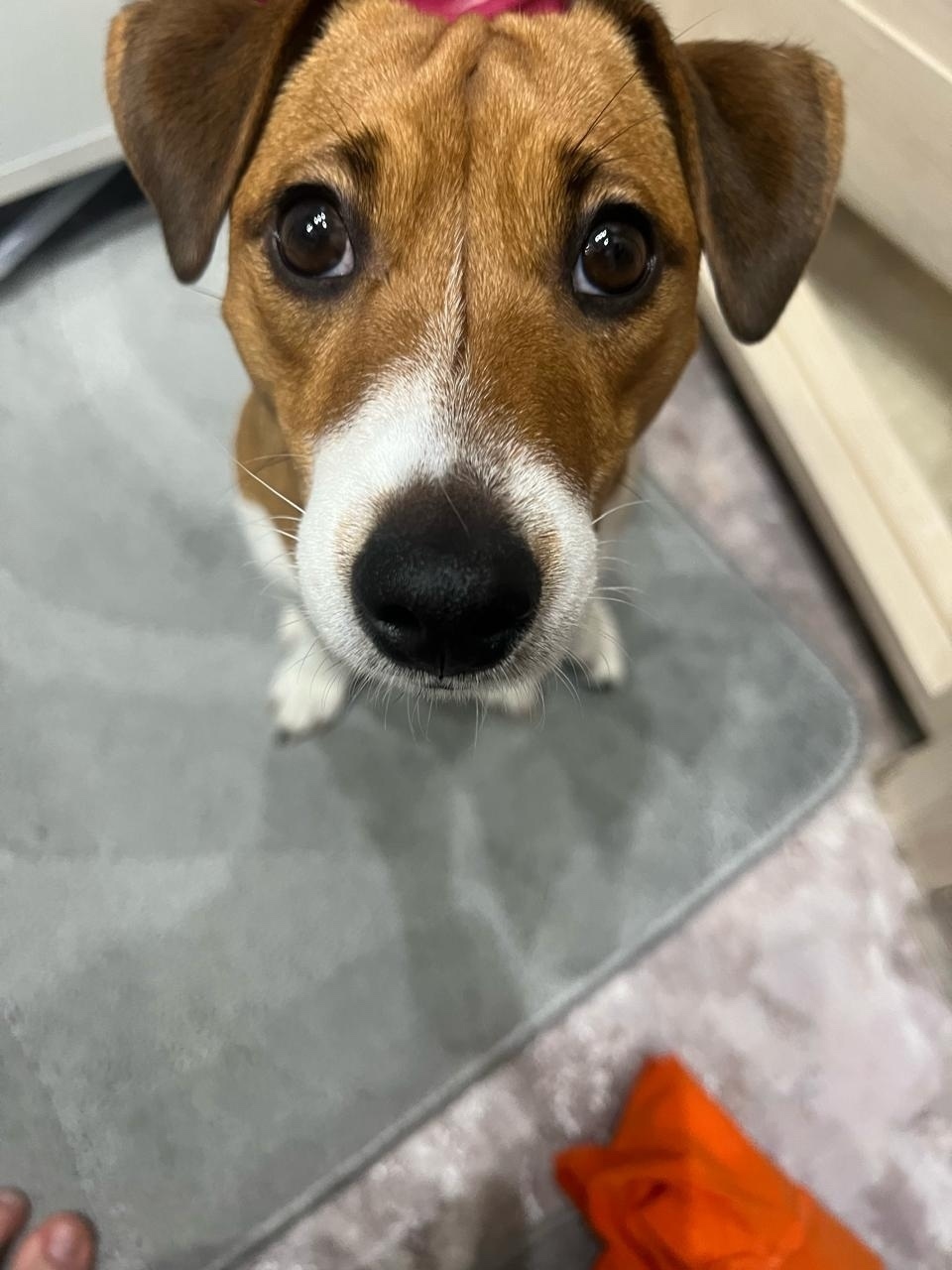 Пропала собака в Новороссийске — фото объявления