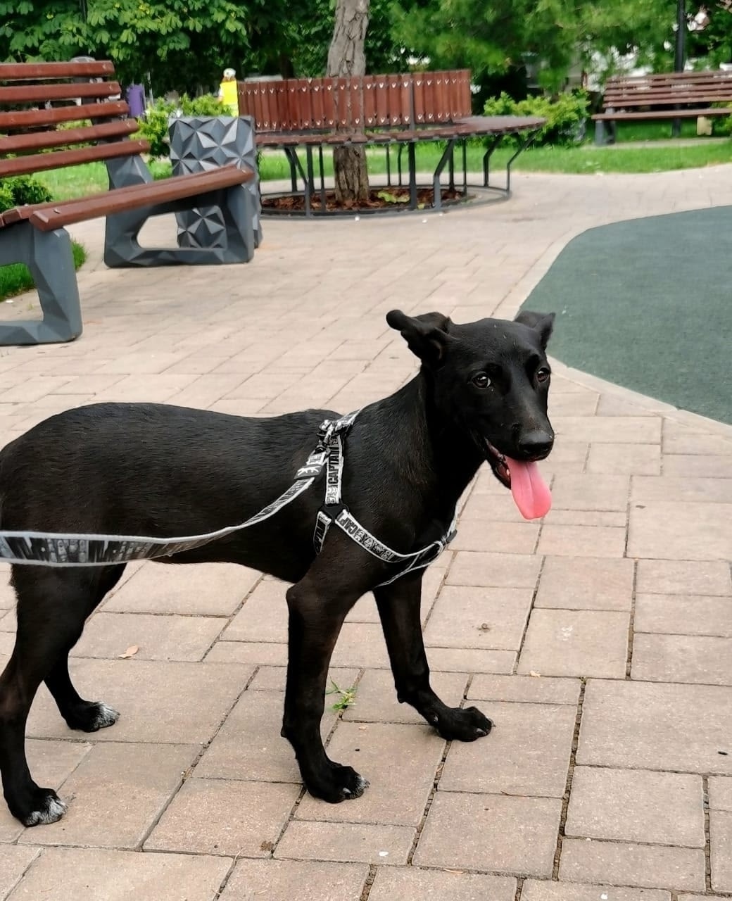 Пропала собака в Новороссийске — фото объявления
