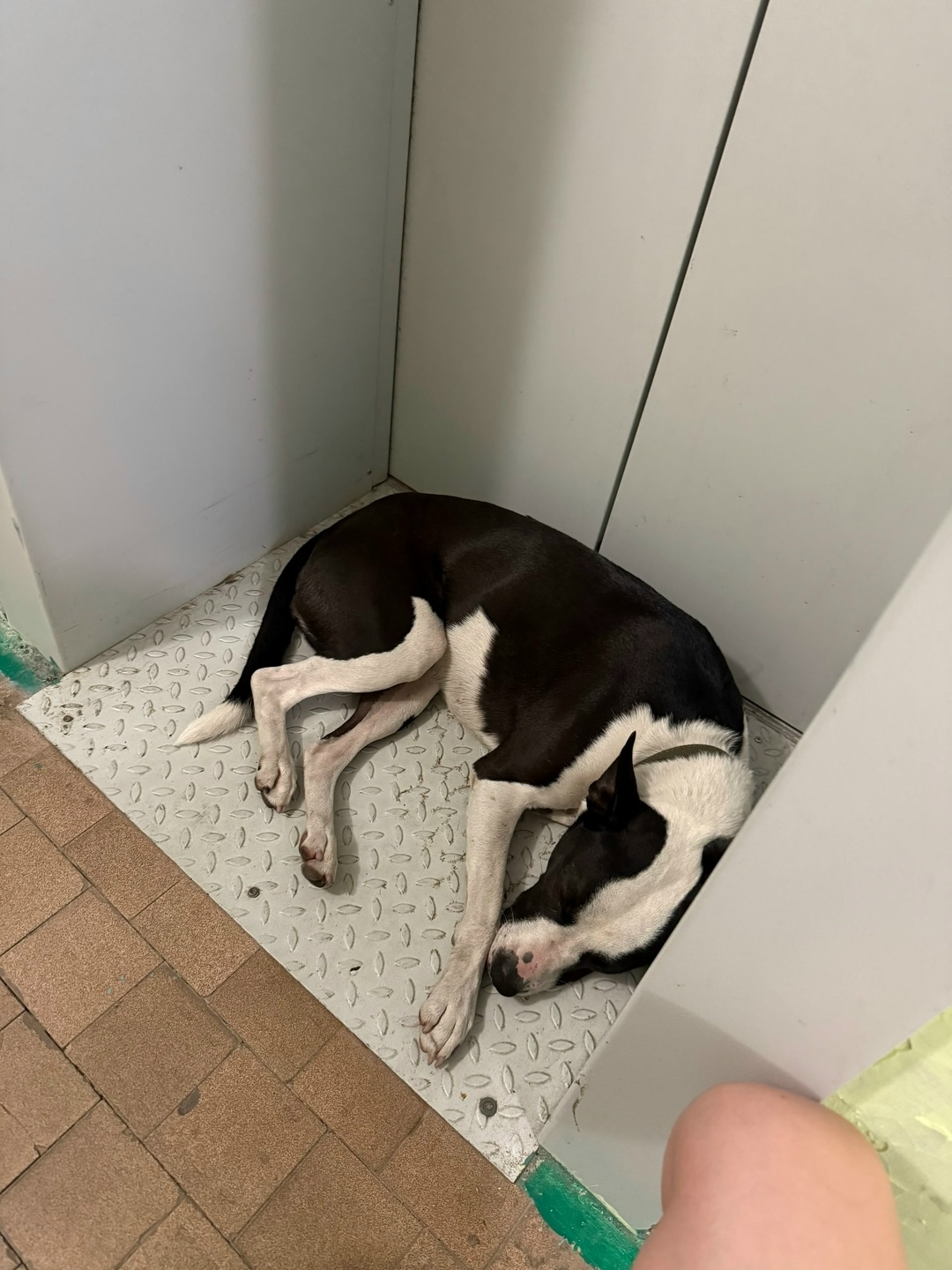 Пропала собака в Новороссийске — фото объявления