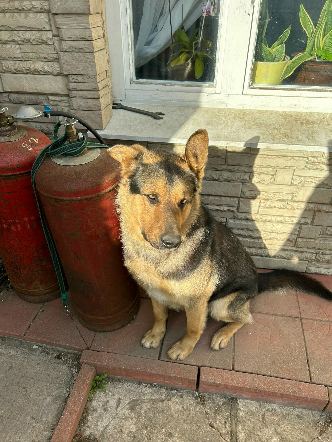 Пропала собака в Новороссийске — фото объявления