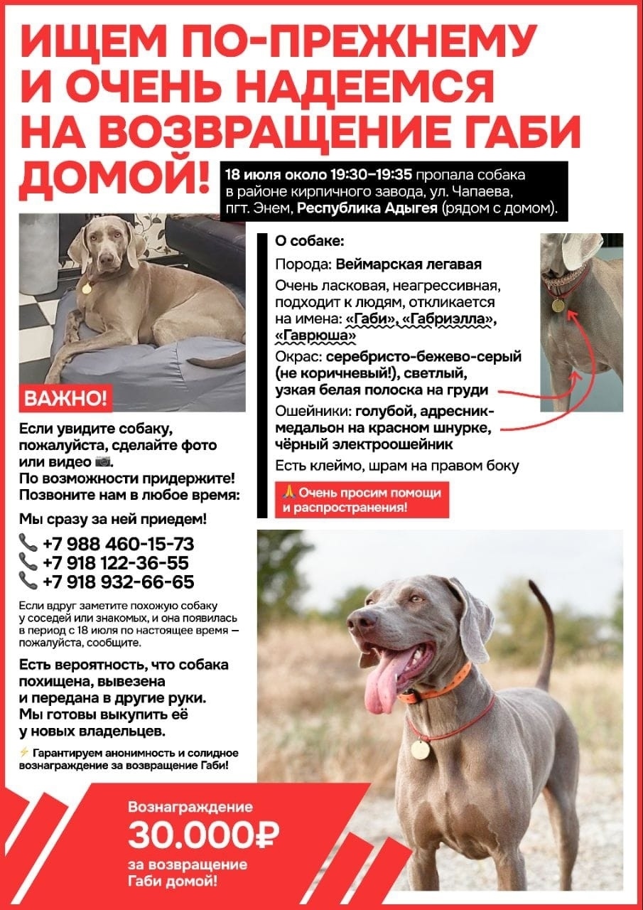 Найдена собака в Новороссийске — фото объявления