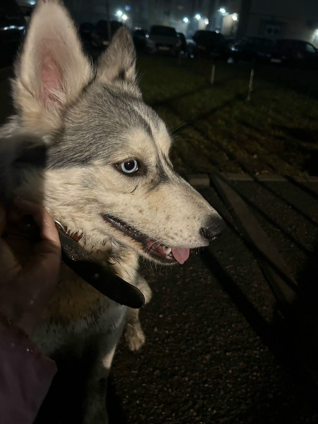 Найдена собака в Тамбове — фото объявления