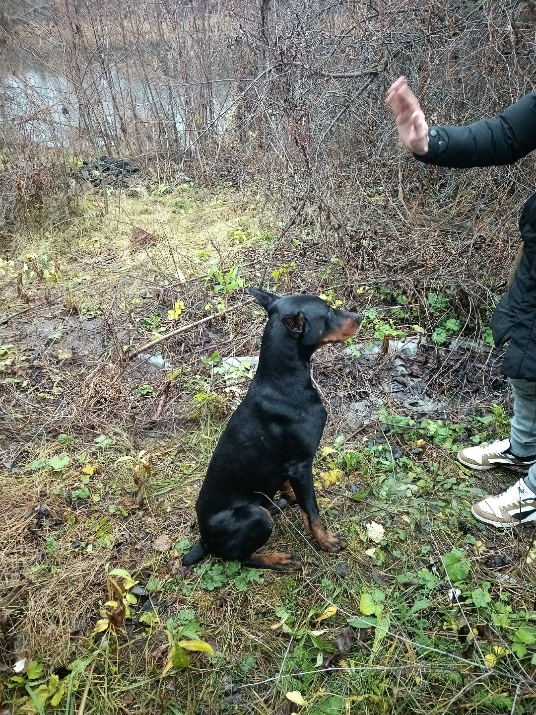 Найдена собака в Тамбове — фото объявления