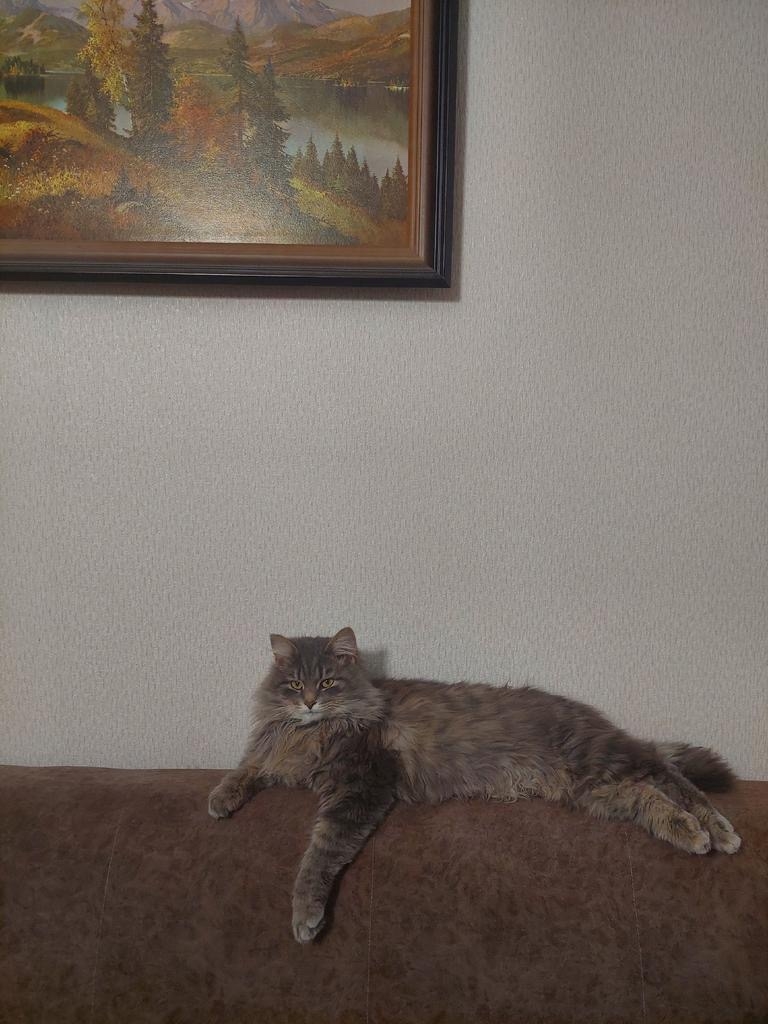 Пропала кошка в Тамбове — фото объявления