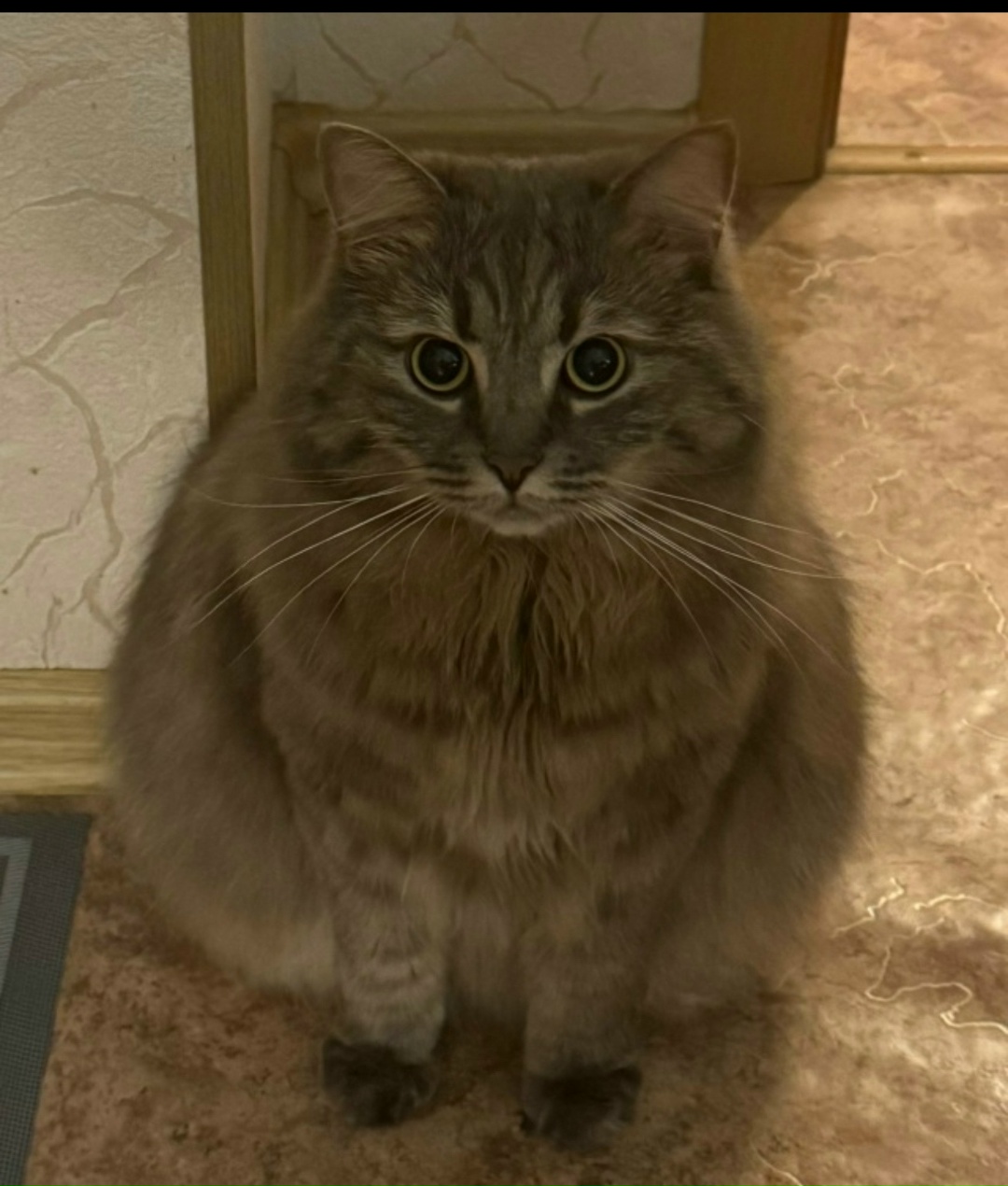 Пропала кошка в Тамбове — фото объявления