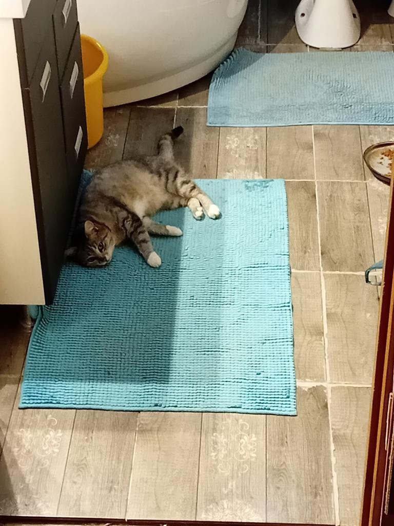 Пропала кошка в Тамбове — фото объявления