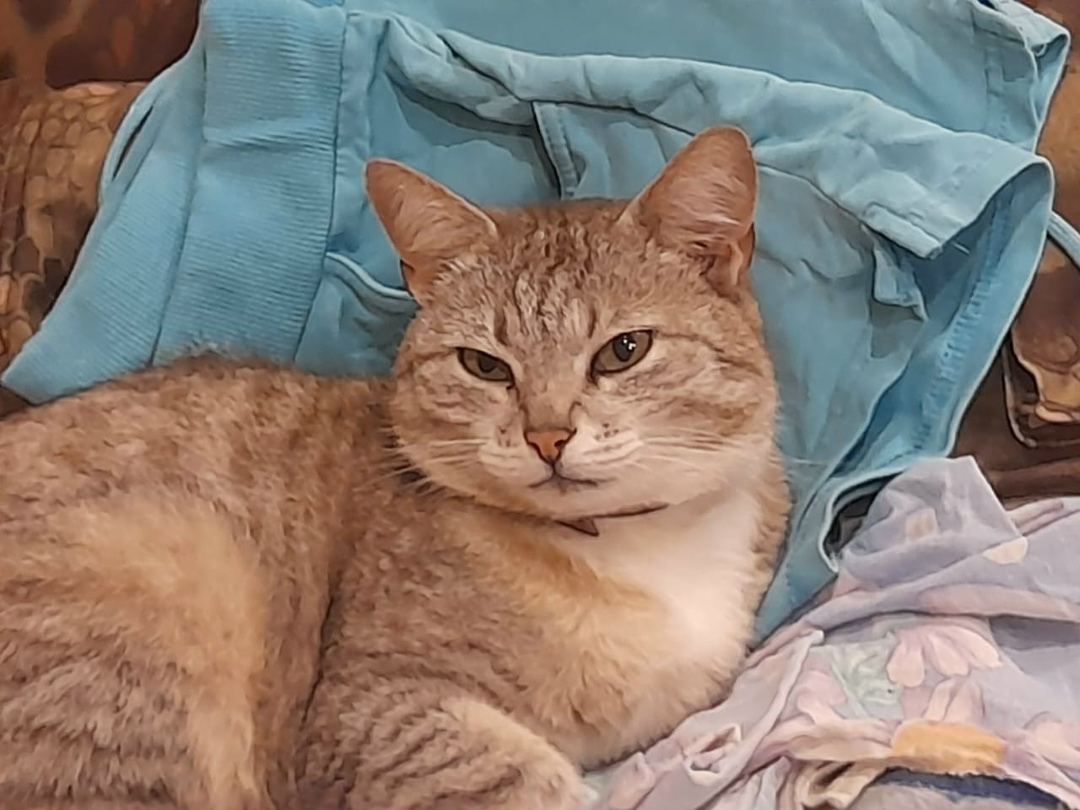 Найдена собака в Тамбове — фото объявления