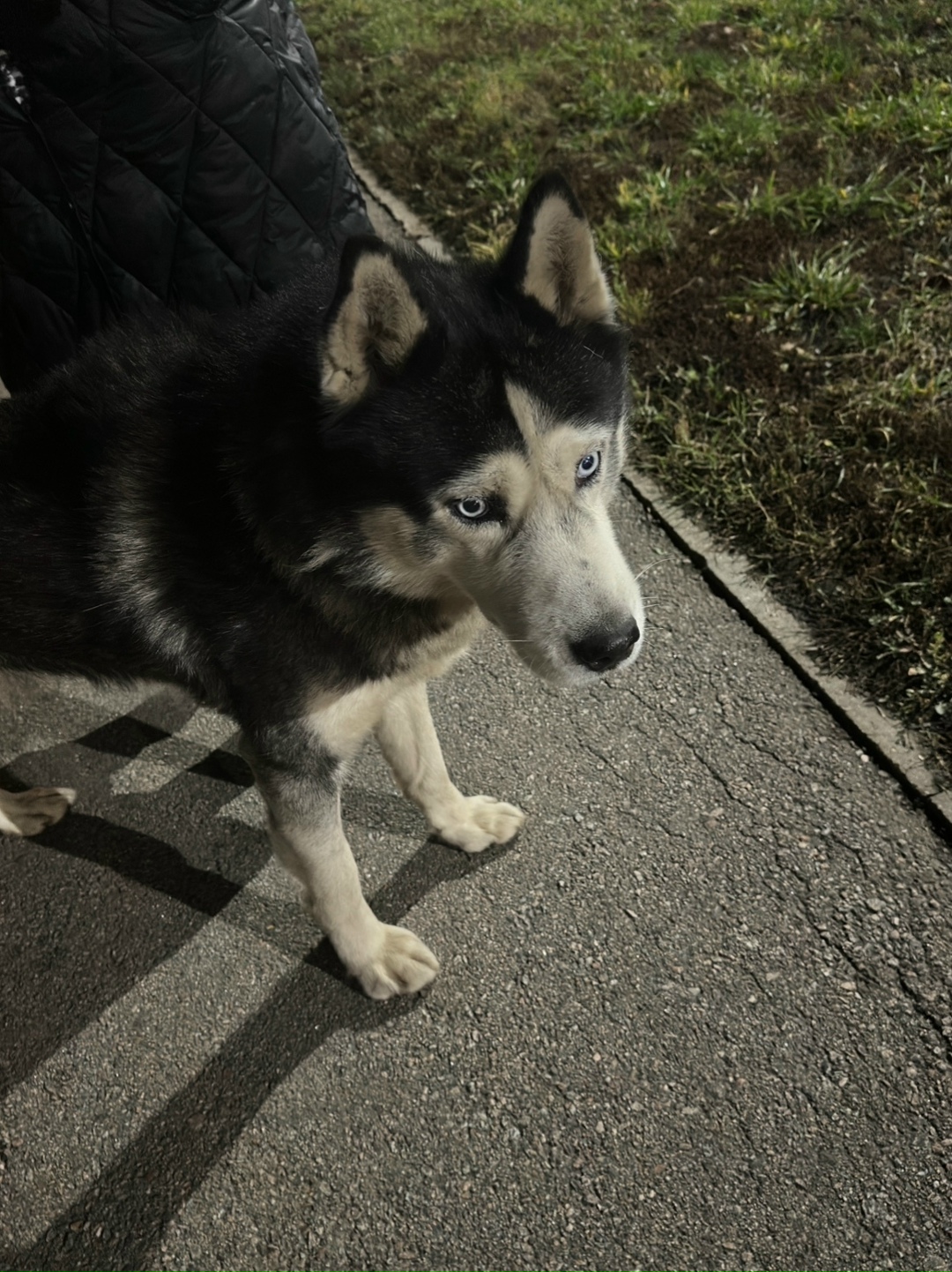 Найдена собака в Тамбове — фото объявления