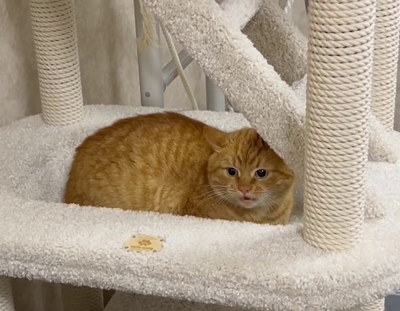 Найдена собака в Тамбове — фото объявления