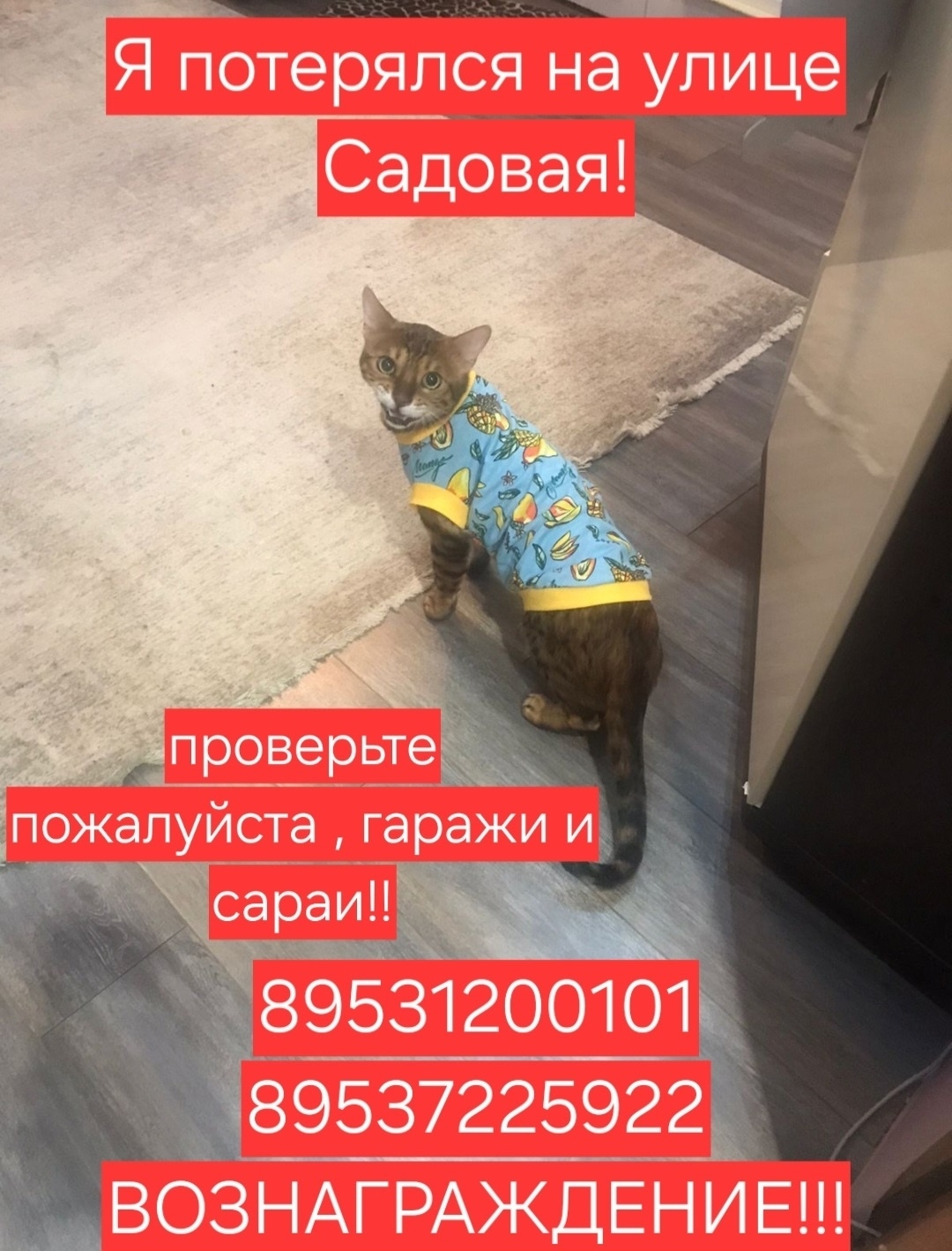 Найдена собака в Тамбове — фото объявления