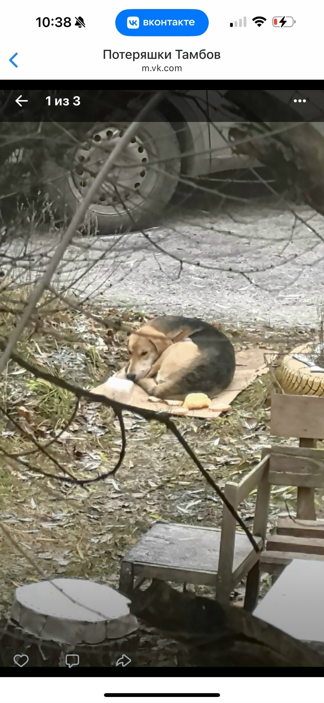 Найдена собака в Тамбове — фото объявления