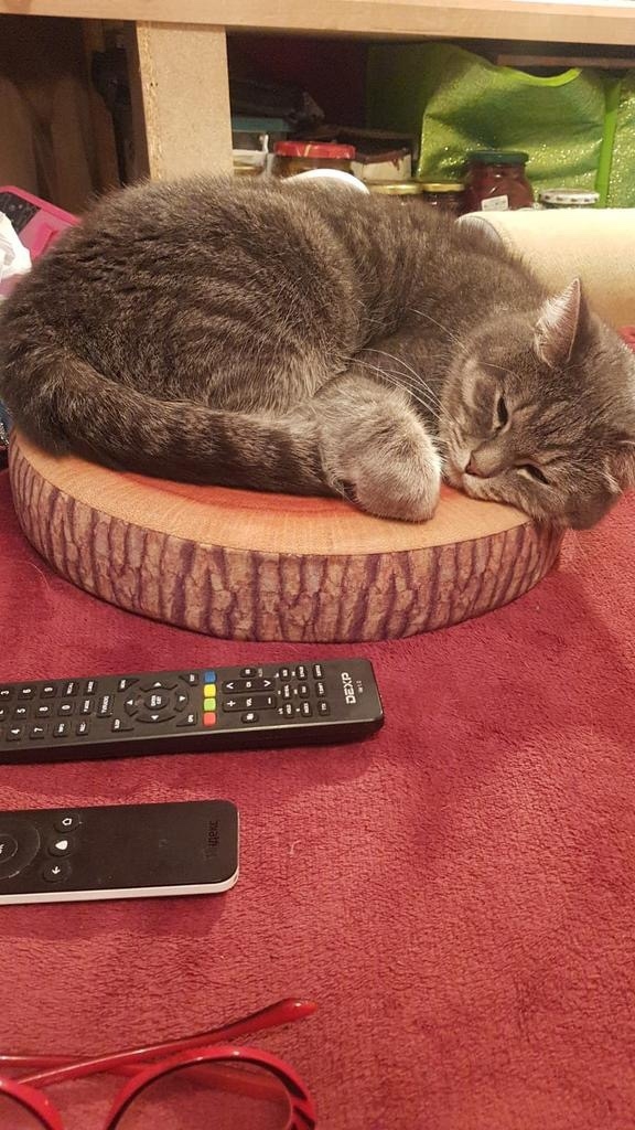 Пропала кошка в Тамбове — фото объявления