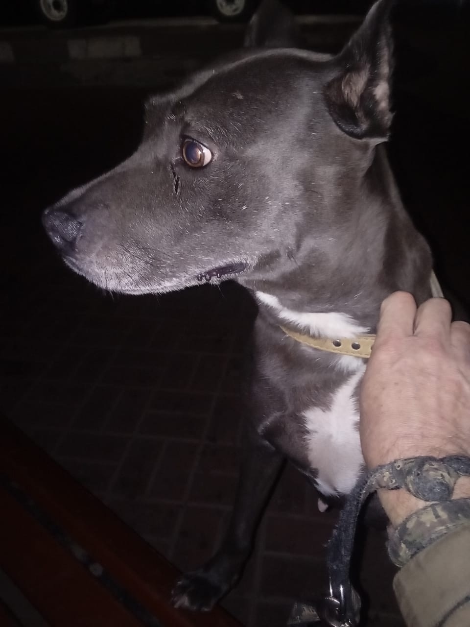 Найдена собака в Тамбове — фото объявления