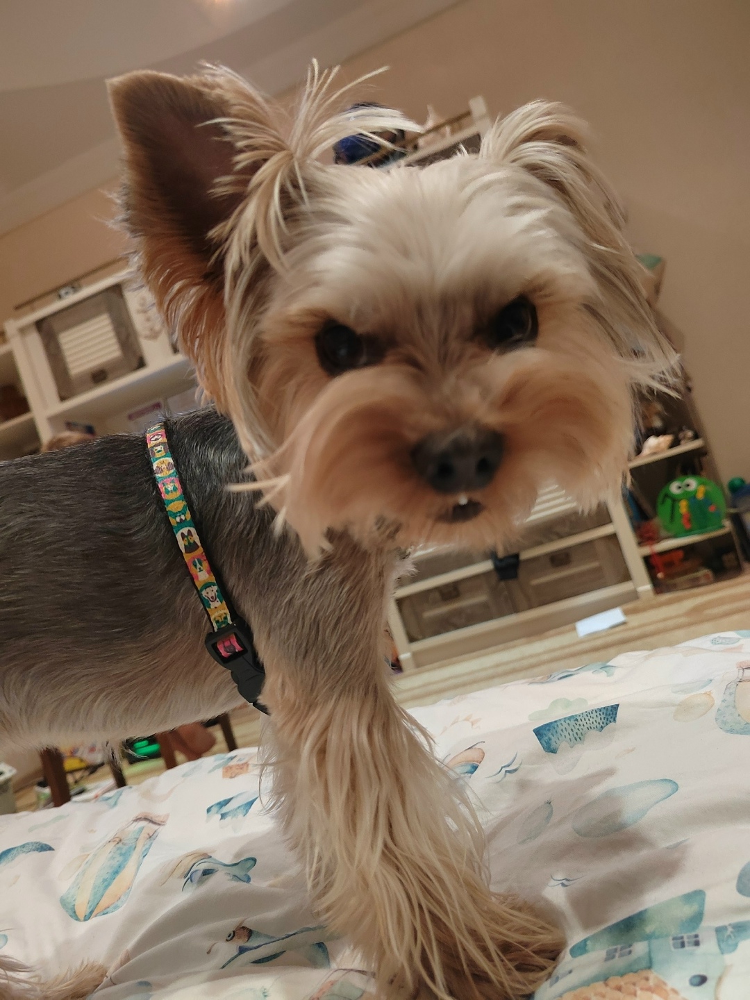 Пропала собака в Тамбове — фото объявления