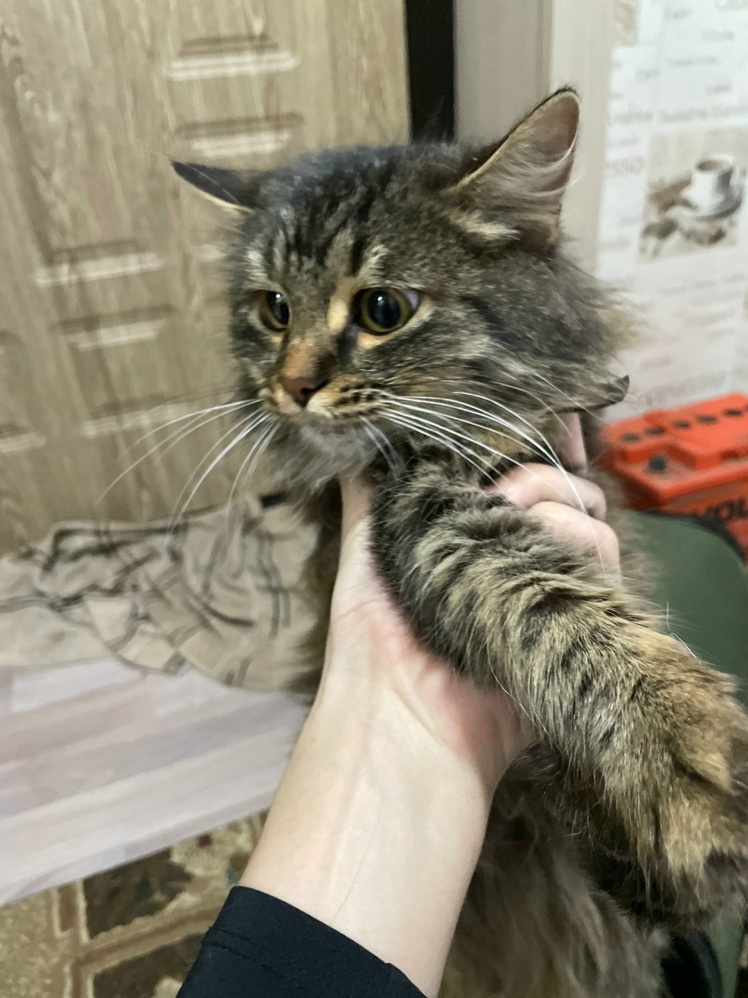 Найдена кошка в Тамбове — фото объявления