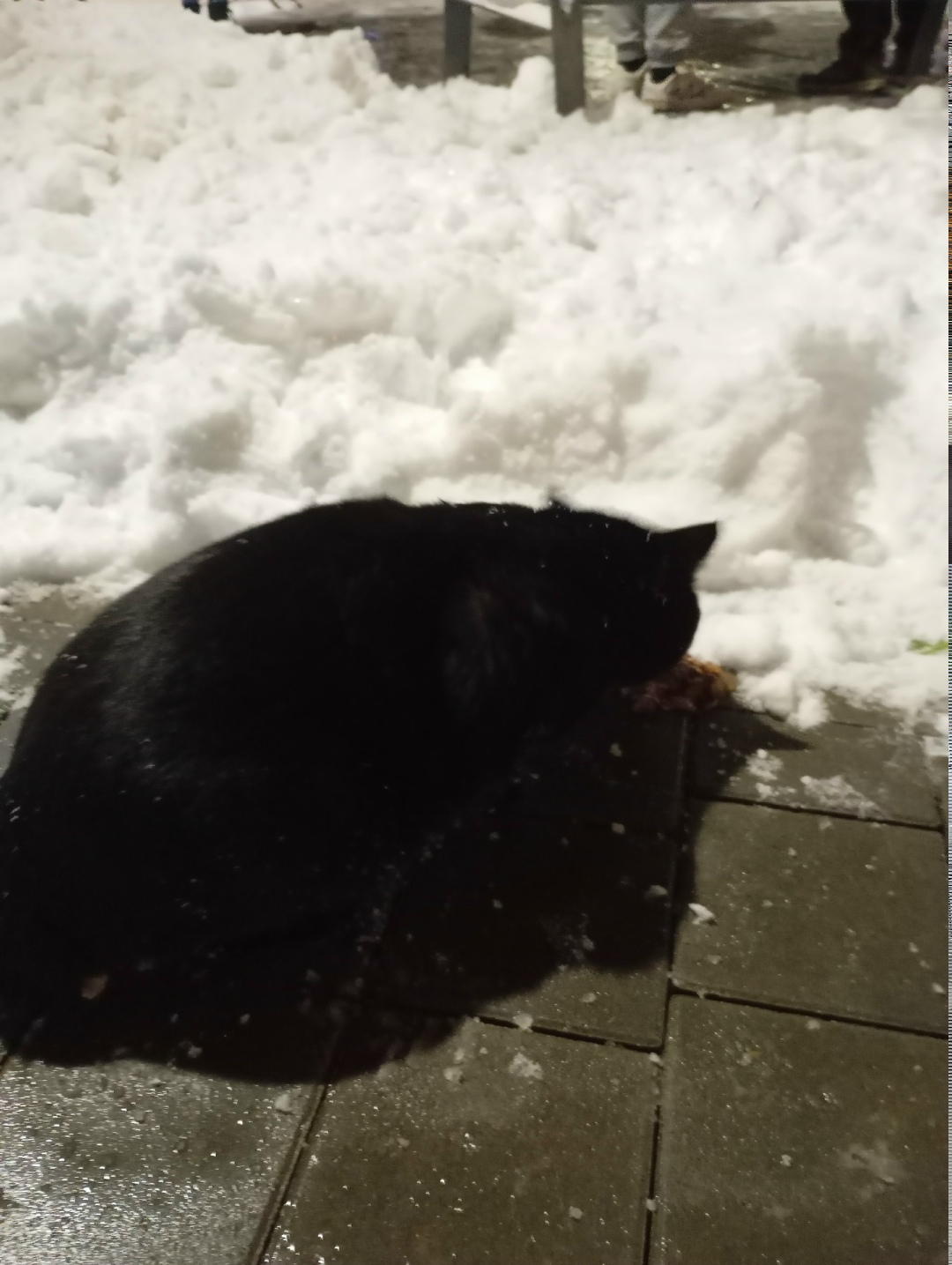 Пропала кошка в Тамбове — фото объявления