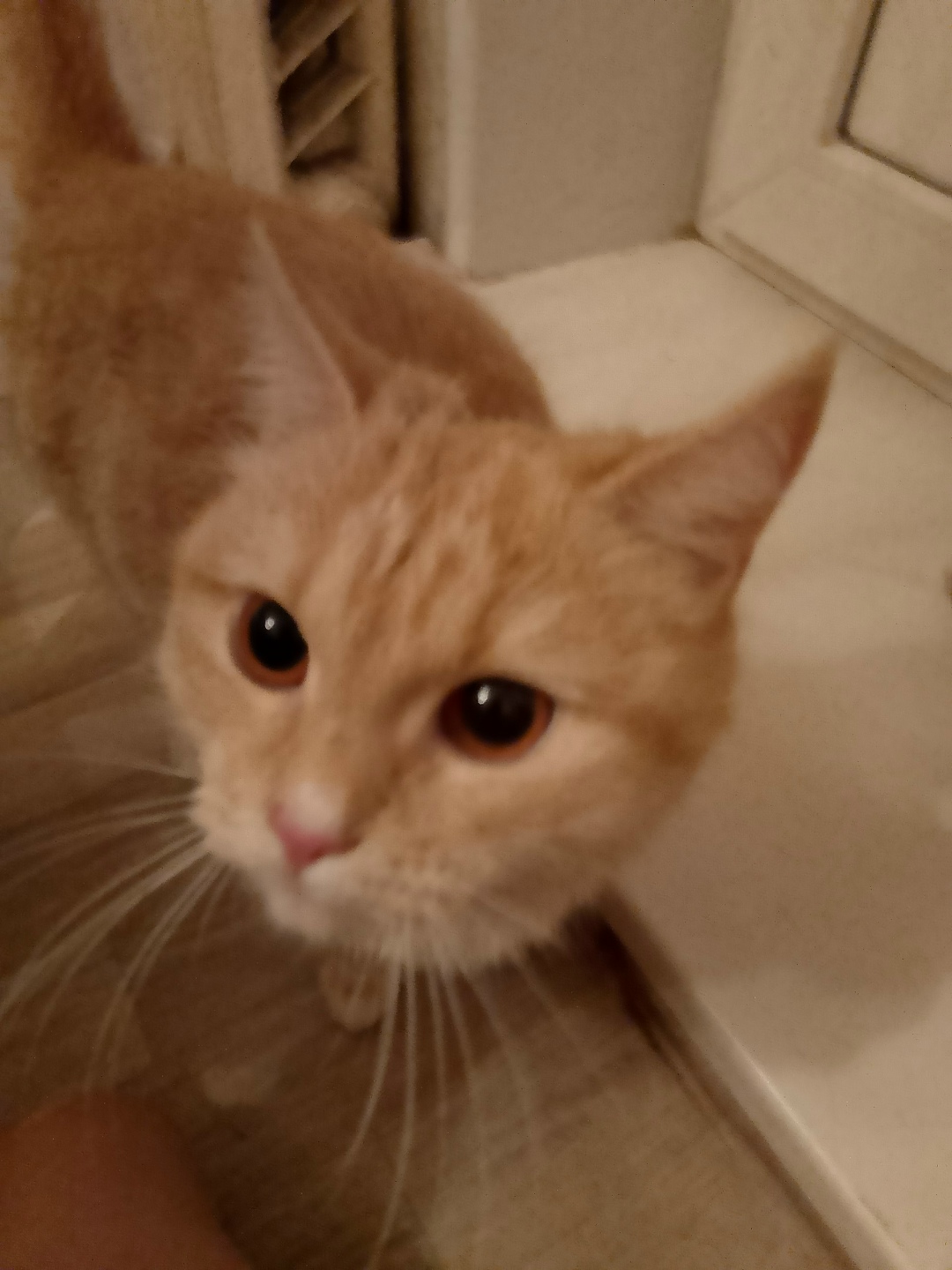 Найдена кошка в Тамбове — фото объявления