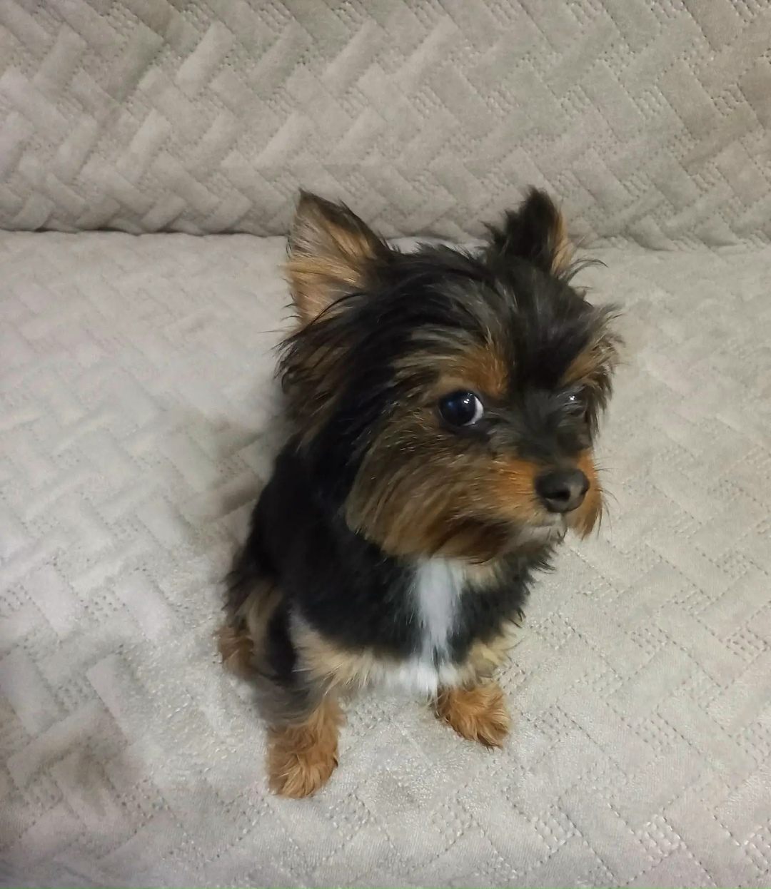 Пропала собака в Тамбове — фото объявления