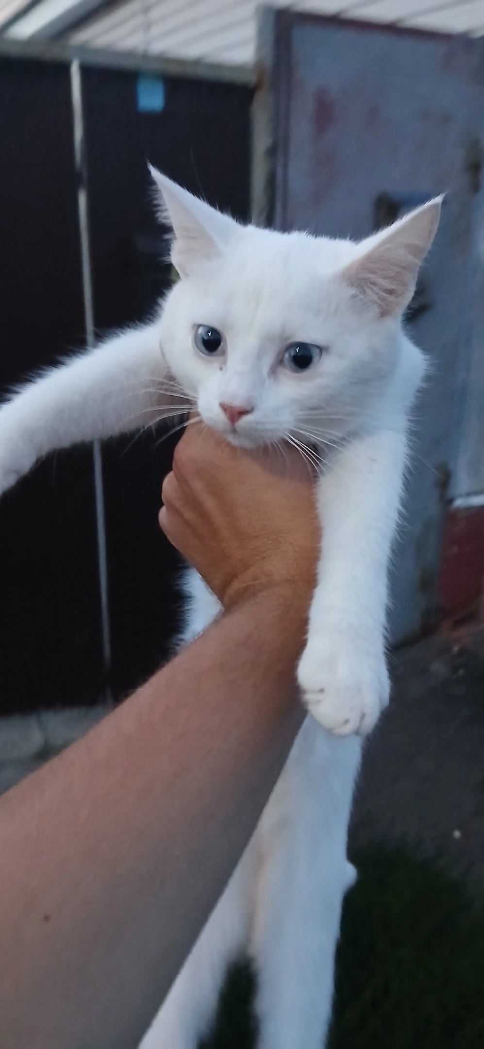 Найдена собака в Тамбове — фото объявления