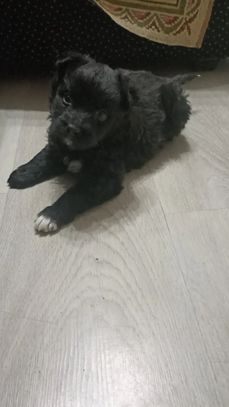 Найдена собака в Тамбове — фото объявления