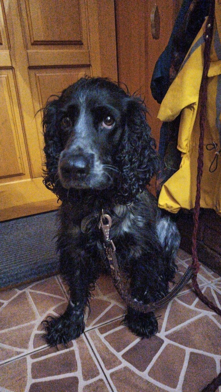 Найдена собака в Тамбове — фото объявления