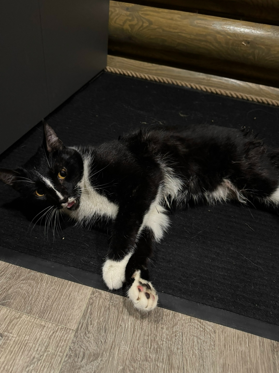 Найдена собака в Тамбове — фото объявления