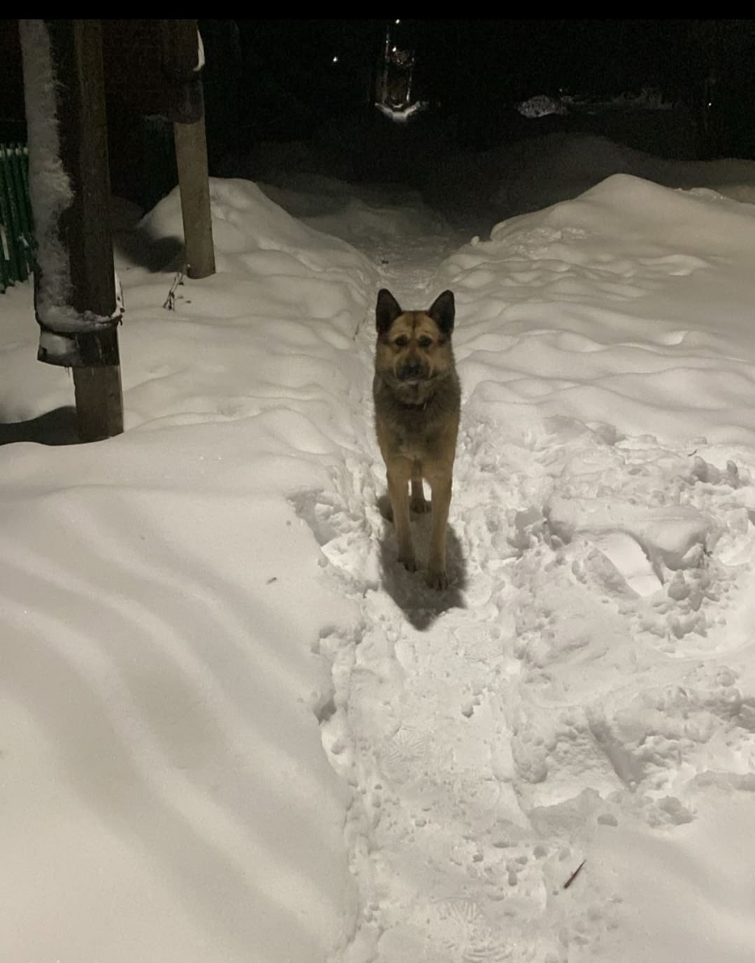 Пропала собака в Тамбове — фото объявления