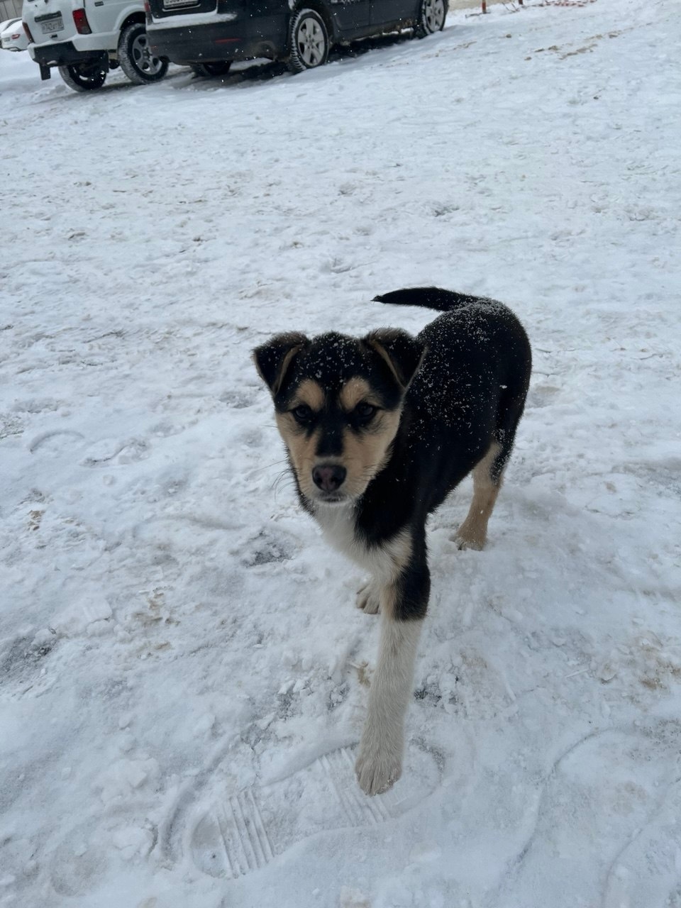 Пропала собака в Тамбове — фото объявления