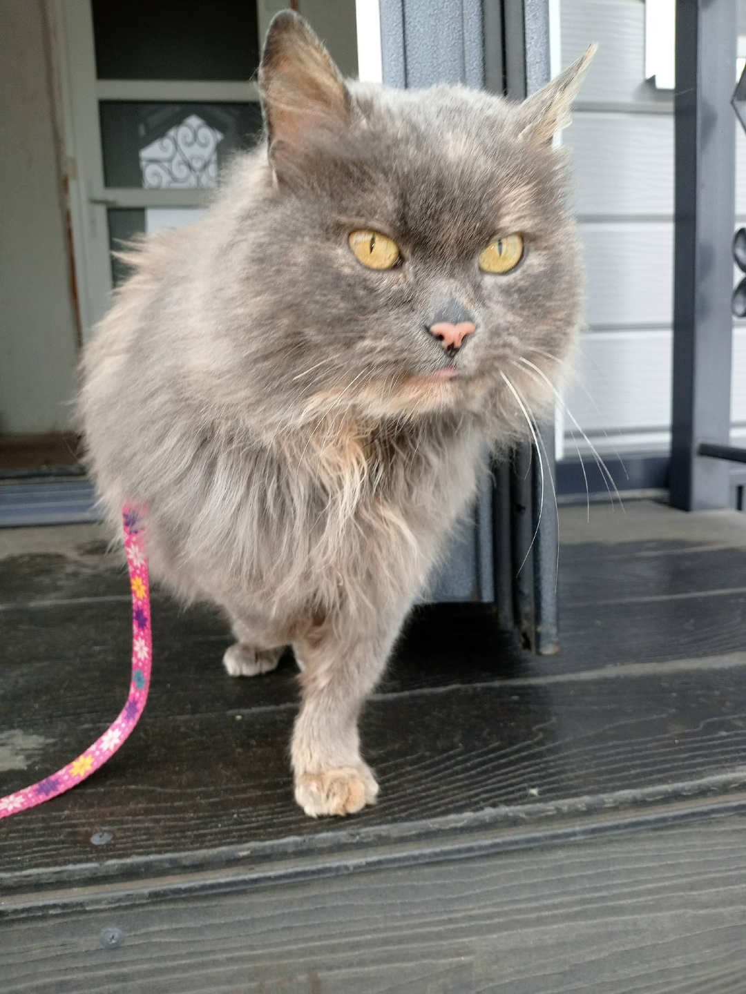 Найдена собака в Тамбове — фото объявления