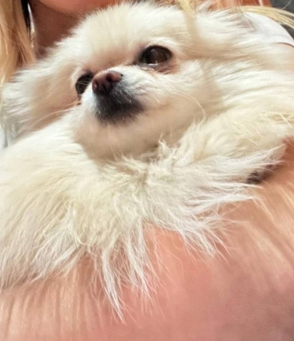 Пропала собака в Тамбове — фото объявления