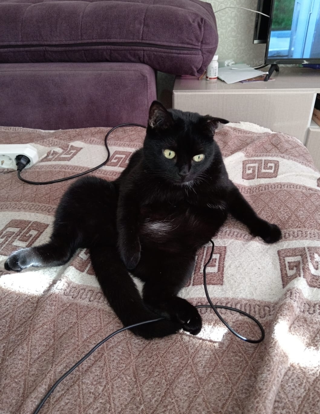 Найдена собака в Тамбове — фото объявления