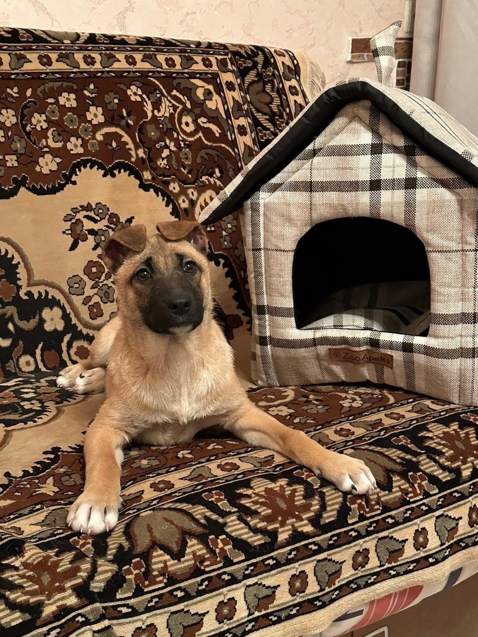 Пропала собака в Тамбове — фото объявления