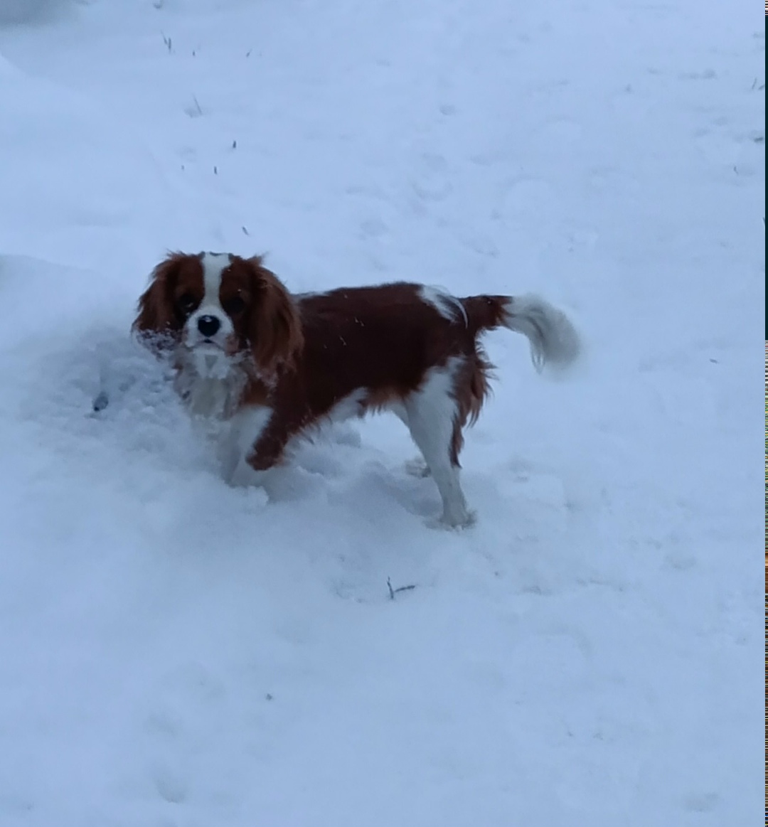 Пропала собака в Тамбове — фото объявления