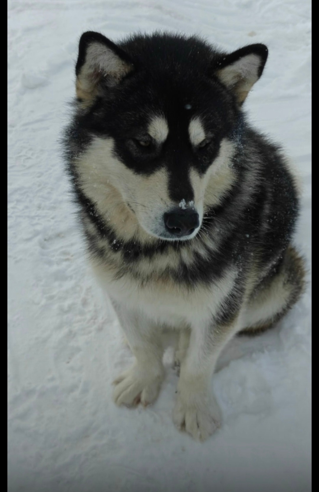 Пропала собака в Тамбове — фото объявления