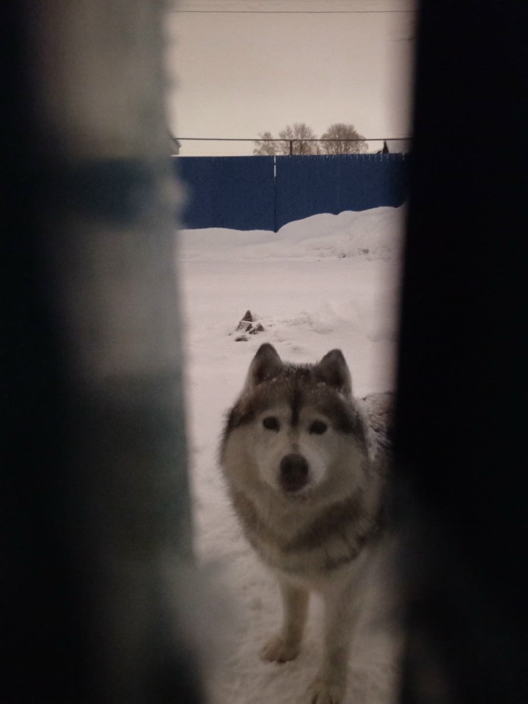 Пропала собака в Тамбове — фото объявления