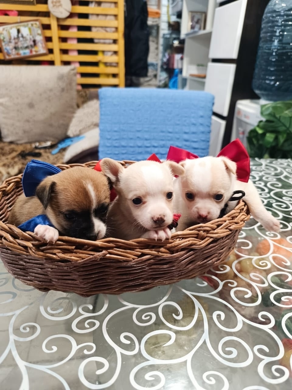 Найдена собака в Тамбове — фото объявления