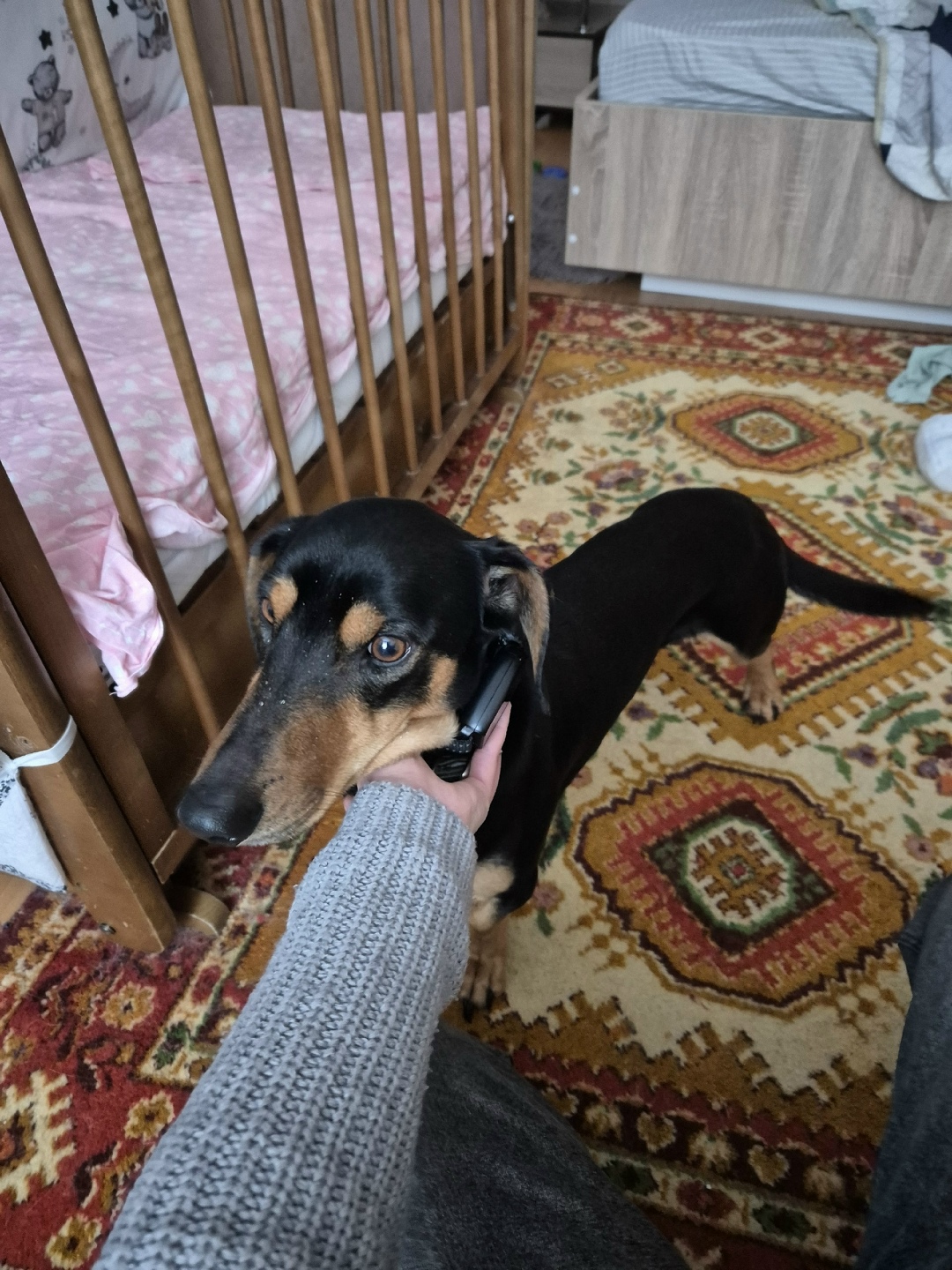 Найдена собака в Тамбове — фото объявления