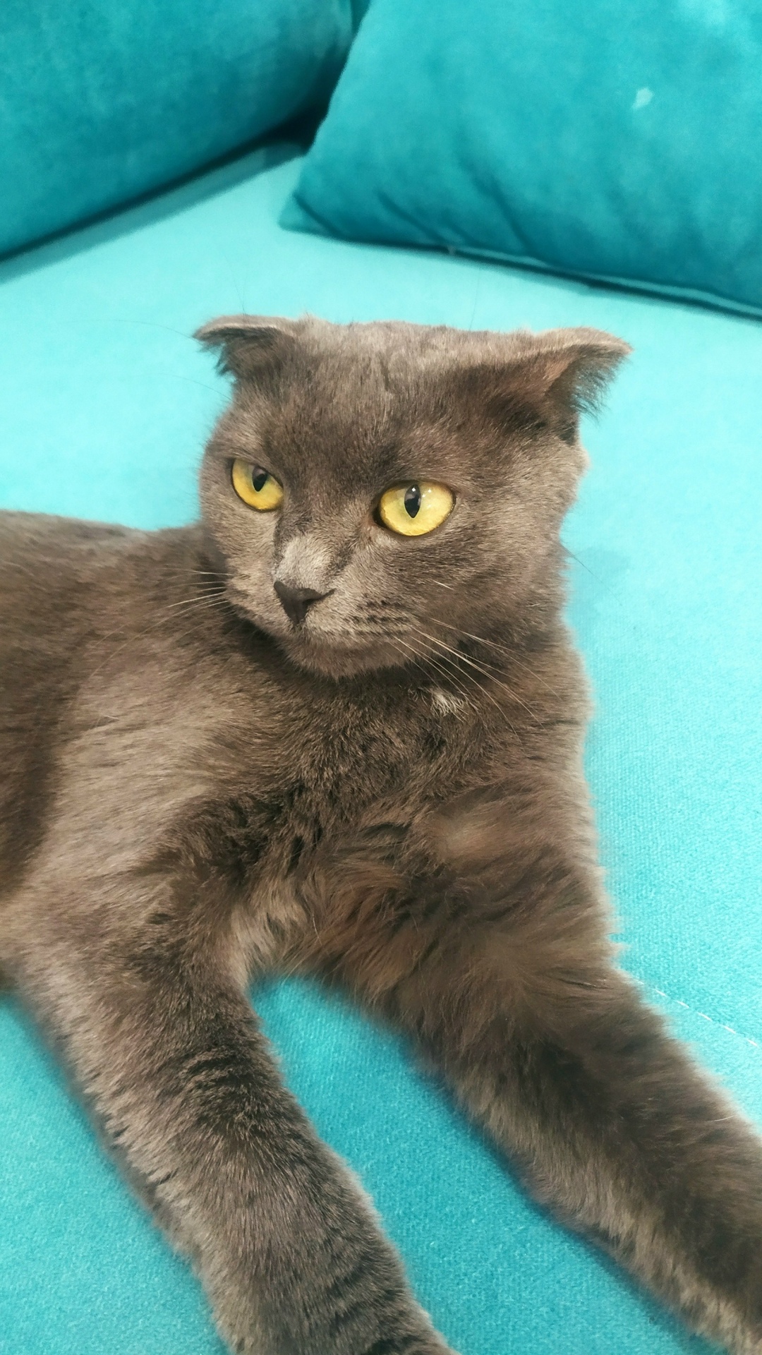 Найдена кошка в Тамбове — фото объявления