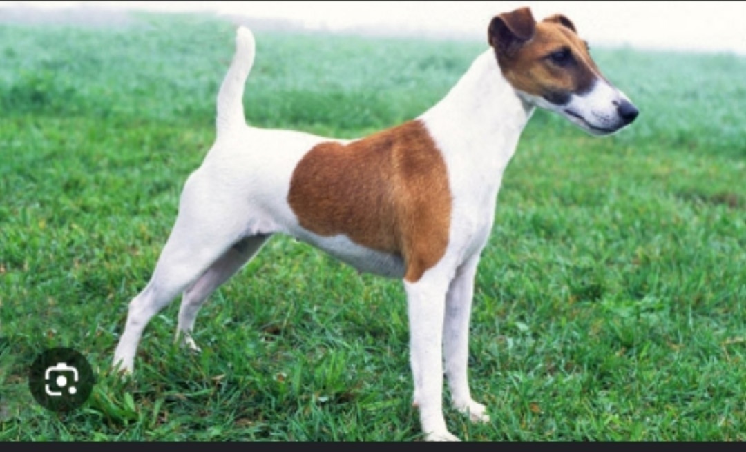 Пропала собака в Тамбове — фото объявления