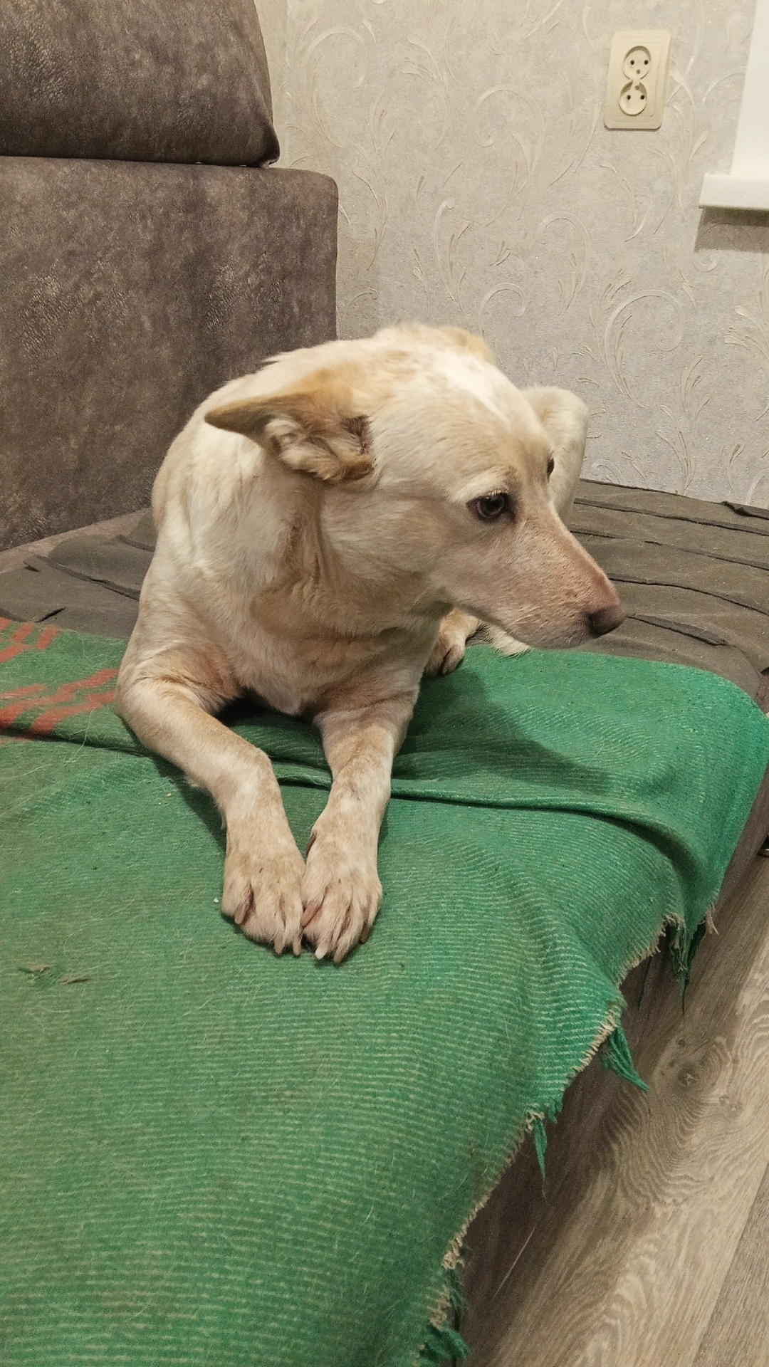 Пропала собака в Тамбове — фото объявления